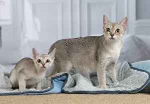 Singapura: Singapura cat and kitten indoors