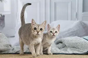 Singapura: Singapura cat and kitten indoors