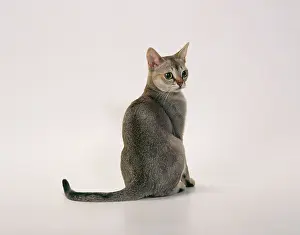 Singapuras: Singapura Cat - sits