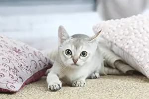 Singapuras: Singapura kitten indoors