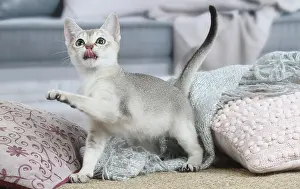 Singapura: Singapura kitten indoors