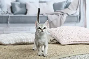 Singapura: Singapura kitten indoors