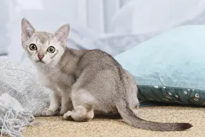 Singapura: Singapura kitten indoors