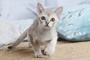 Singapura: Singapura kitten indoors