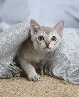 Singapura: Singapura kitten indoors