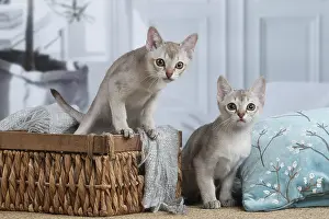 Singapura: Singapura kittens in a basket indoors
