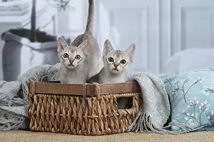Singapura: Singapura kittens in a basket indoors