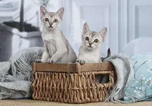 Singapura: Singapura kittens in a basket indoors