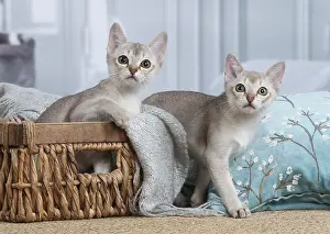 Singapura: Singapura kittens in a basket indoors