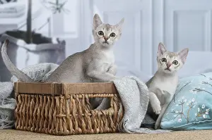 Singapura: Singapura kittens in a basket indoors