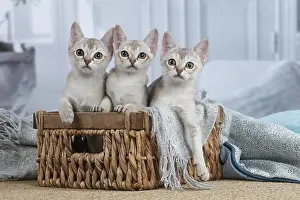 Singapura: Singapura kittens in a basket indoors