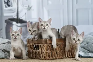 Singapura: Singapura kittens in a basket indoors
