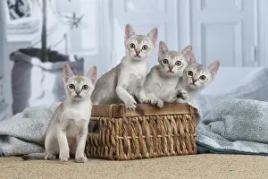 Singapura: Singapura kittens in a basket indoors