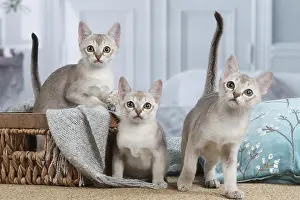 Singapura: Singapura kittens in a basket indoors