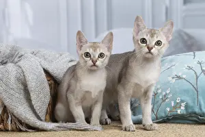 Singapura: Singapura kittens indoors