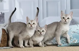 Singapura: Singapura kittens indoors