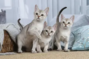 Singapura: Singapura kittens indoors