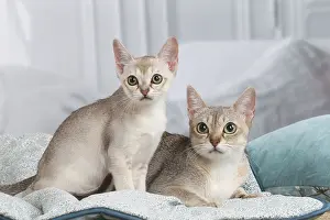 Singapura: Singapura kittens indoors