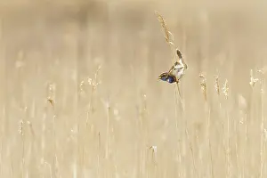 Luscinia: Singing Bluethroat male in courtship in a reed bed