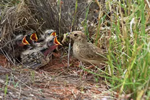 Larks: Singing Bush-lark / Horsfield's Bushlark - With