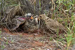 Larks: Singing Bush-lark / Horsfield's Bushlark - Feeding
