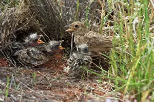 Larks: Singing Bush-lark / Horsfield's Bushlark - Parent