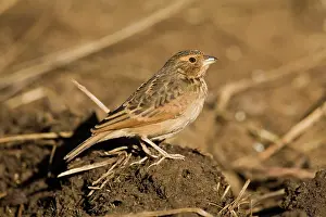Larks: Singing Bushlark