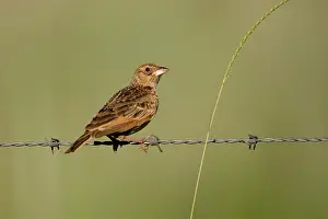 Javanica: Singing Bushlark / Horsfields Bushlark