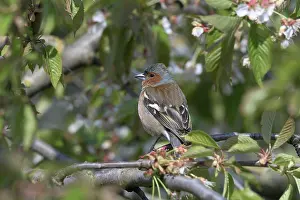 Niederrhein: Singing Common chaffinch (Fringilla coelebs) in