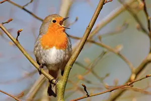 Sing: Singing end European robin ( Erithacus rubecula)