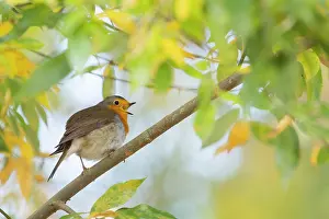 Birdsong: Singing European robin (Erithacus rubecula) on branch