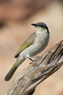 Virescens: Singing Honeyeater
