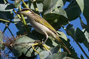 Virescens: Singing Honeyeater