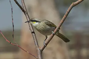 Virescens: Singing Honeyeater