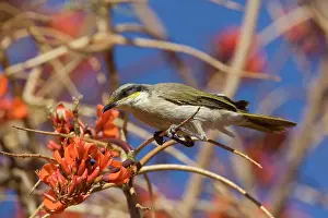 Virescens: Singing Honeyeater