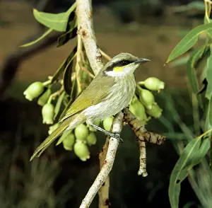 Virescens: Singing Honeyeater