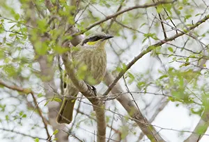 Virescens: Singing Honeyeater