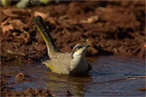 Honeyeaters: Singing Honeyeater - Bathing - at a pool in Papunya