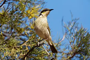 Virescens: Singing Honeyeater - Finke