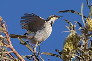 Hakea: Singing Honeyeater - Flying from a Hakea macrocarpa