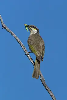 Virescens: Singing Honeyeater - With food in mouth