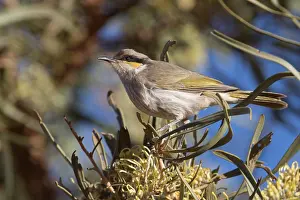 Hakea: Singing Honeyeater - Perched on a Hakea macrocarpa