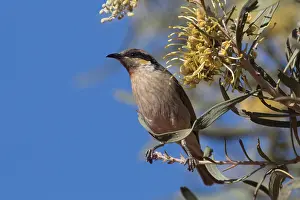 Hakea: Singing Honeyeater - Perched on a Hakea macrocarpa