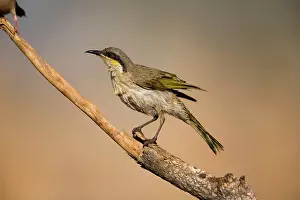 Virescens: Singing Honeyeater - wet from bathing