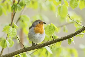 Lights: Singing robin (Erithacus rubecula) on a leafy branch in spring light