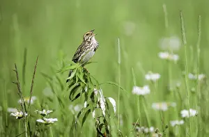 Sandwichensis: Singing Savannah Sparrow