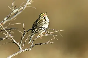 Emberizidae: Singing Savannah Sparrow