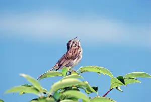 Connecticut: Singing Song Sparrow
