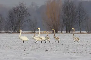 Sm280617: Singing Swan-group on a snow covered field, Germany