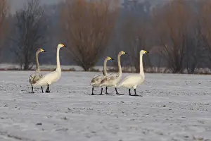 Sm280617: Singing Swan-group on a snow covered field, Germany